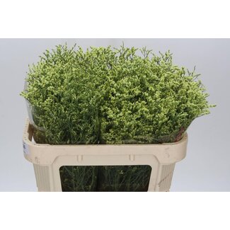 Freshy Limonium Sin China Summer