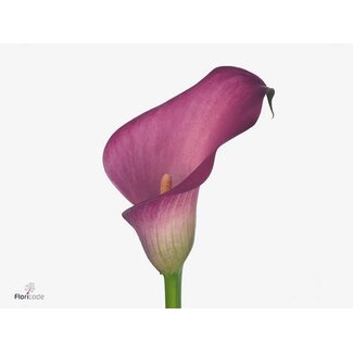 Freshy Zantedeschia Zazu