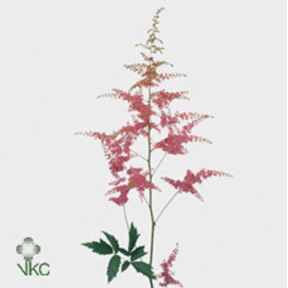 Freshy Astilbe Anita Pfeifer