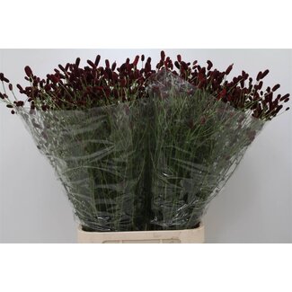 Freshy Sanguisorba Of Royal Star