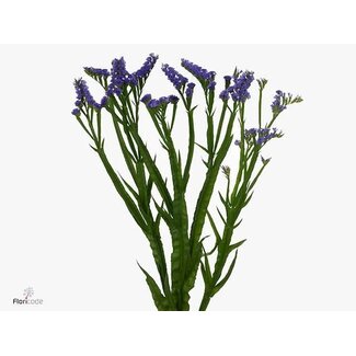Freshy Limonium S Pippa Wings