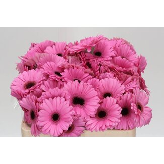 Freshy Germini Aqua “Talent” | Kleur: Roze | Lengte ± 50 centimeter | Per 20 stelen