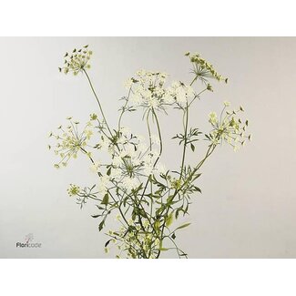 Freshy Ammi Majus Dille Wit