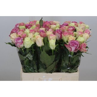 Freshy Rosa Pastel Gemengd in Bos