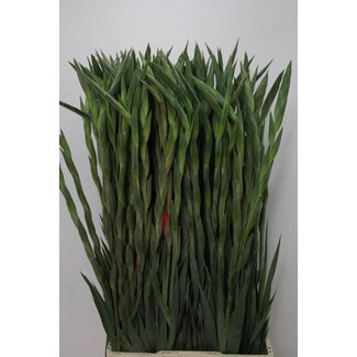 Freshy Gladiolus groot Stormy