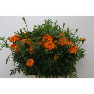 Freshy Tagetes Er Promise Bio