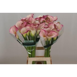 Freshy Zantedeschia Blushing Lady