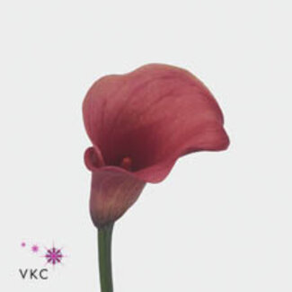 Freshy Zantedeschia Capt Romance
