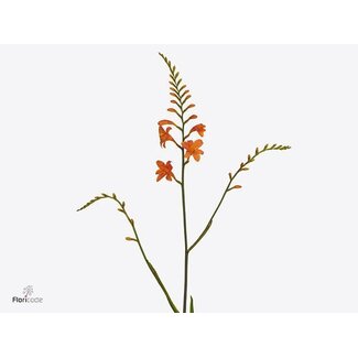 Freshy Crocosmia Peach Melba