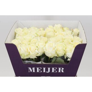 Freshy Rosa Avalanche Meijer White
