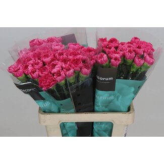 Freshy Anjer Hollands Yukari Cerise