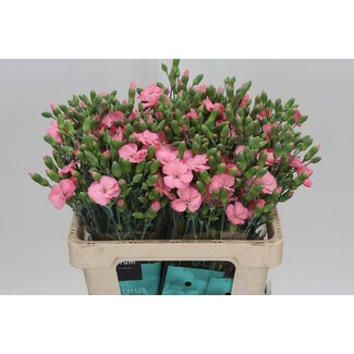 Freshy Trosanjer Enkelbloemig Hollands Solomio Rose