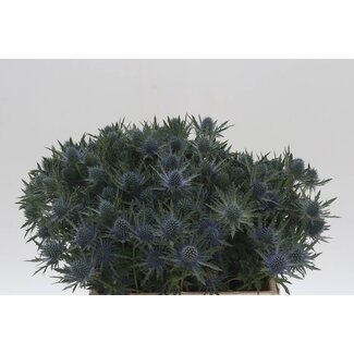 Freshy Eryngium Aquarius Qstar