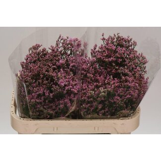 Freshy Limonium Statice Sinuata “Blush Diamond” | Kleur: Roze | Lengte ± 70 centimeter | Per 25 stelen