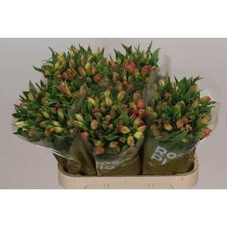 Freshy Alstroemeria Incalelie “True Dream” | Kleur: Roze | Lengte ± 75 centimeter | Import