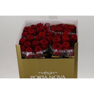 Freshy Rosa Red Naomi Supra