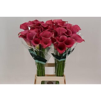 Freshy Zantedeschia Capt Romance