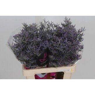 Freshy Limonium Skylight