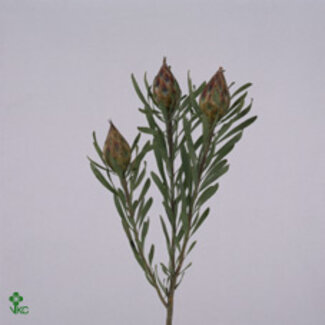 Freshy Leucadendron Rubrum