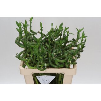 Freshy Dracaena S Lucky Bamboo