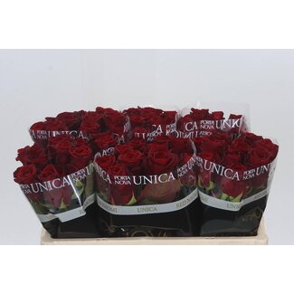 Freshy Rosa Red Naomi Unica