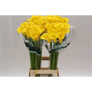 Freshy Zantedeschia Sunny Art