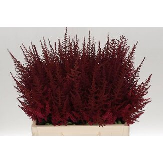 Freshy Astilbe Ar Paul Gaarder