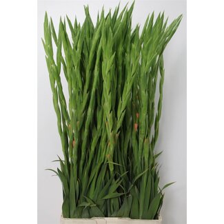 Freshy Gladiolus groot Sugar Babe