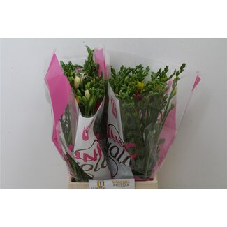Freshy Freesia dubbel Gemengd