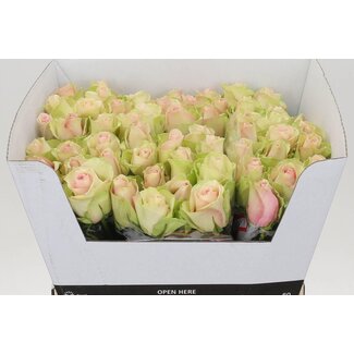 Freshy Rosa La Belle