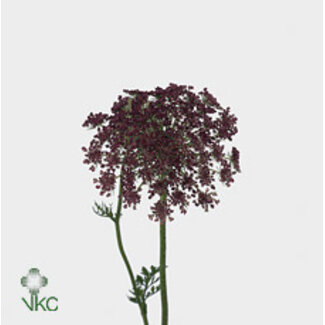 Freshy Daucus Carota “Dara” | Kleur: Paars | Lengte ± 75 centimeter | Per 10 stelen