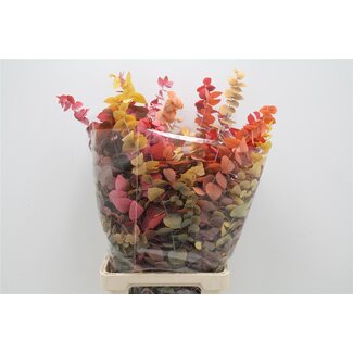 Freshy Eucalyptus Stuart Pres Mix 200gr (p. bos)