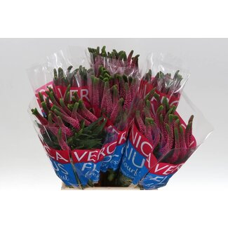 Freshy Veronica Smart Iselle