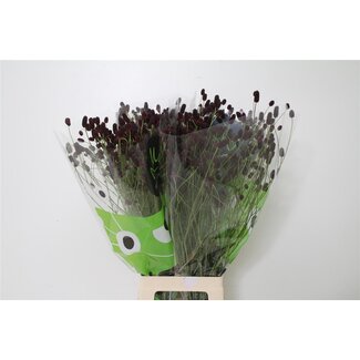 Freshy Sanguisorba Of Bl Dream Select