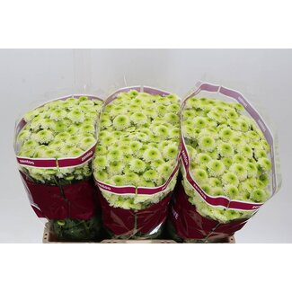 Freshy Chrysant santini Bumper