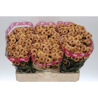 Freshy Chrysant santini Doria Salmon