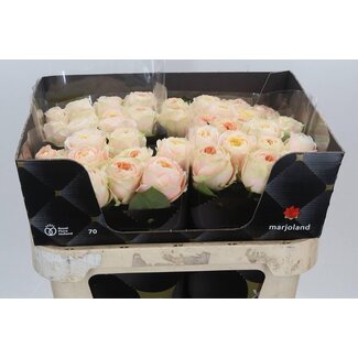Freshy Rosa Priscilla X L