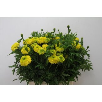 Freshy Tagetes E Nosento Li Bio