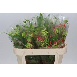 Freshy Gloriosa S Fifty Shades