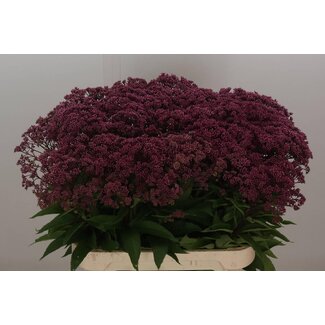 Freshy Eupatorium Overig Bio