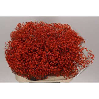Freshy Gyps Kleurbehandeld Xlence Oranje