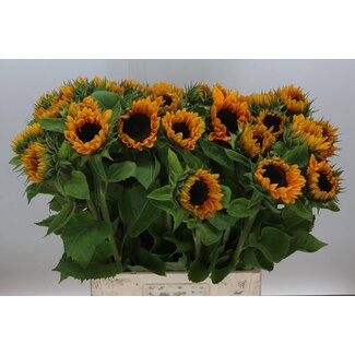 Freshy Helianthus Sunrich Orange Bio