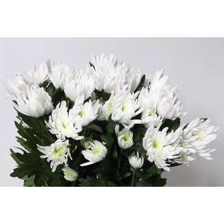 Freshy Chrysant T Topspin