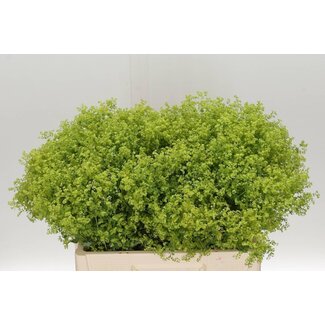 Freshy Alchemilla Mollis Vrouwenmantel “Robustica” | Kleur: Groen | Lengte ± 55 centimeter | Per 50 stelen