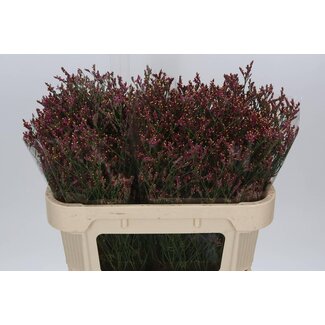 Freshy Limonium Sin Scar Diamond
