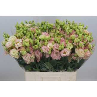 Freshy Eustoma Lisianthus Gevuld “Alissa Champagne” | Kleur: Roze | Lengte ± 65 centimeter | Per 20 stelen