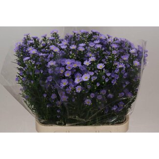 Freshy Aster Cassandra
