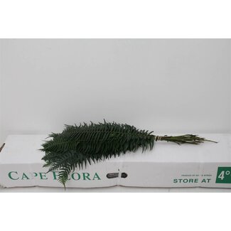 Freshy Nephrolepis Zwaardvaren | Kleur: Groen | Lengte ± 60 centimeter | Per 5 bossen