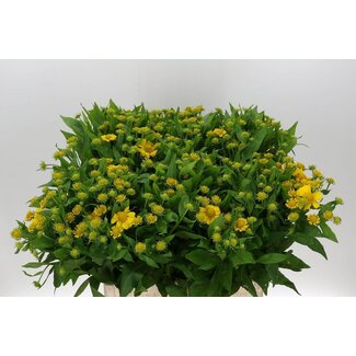 Freshy Helenium Kanaria