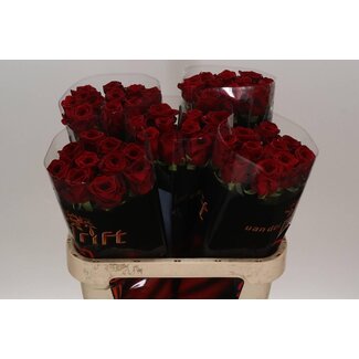 Freshy Rosa Red Naomi Drift
